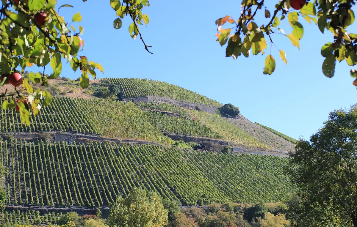 Dominikaner Weingut von Nell-Breuning